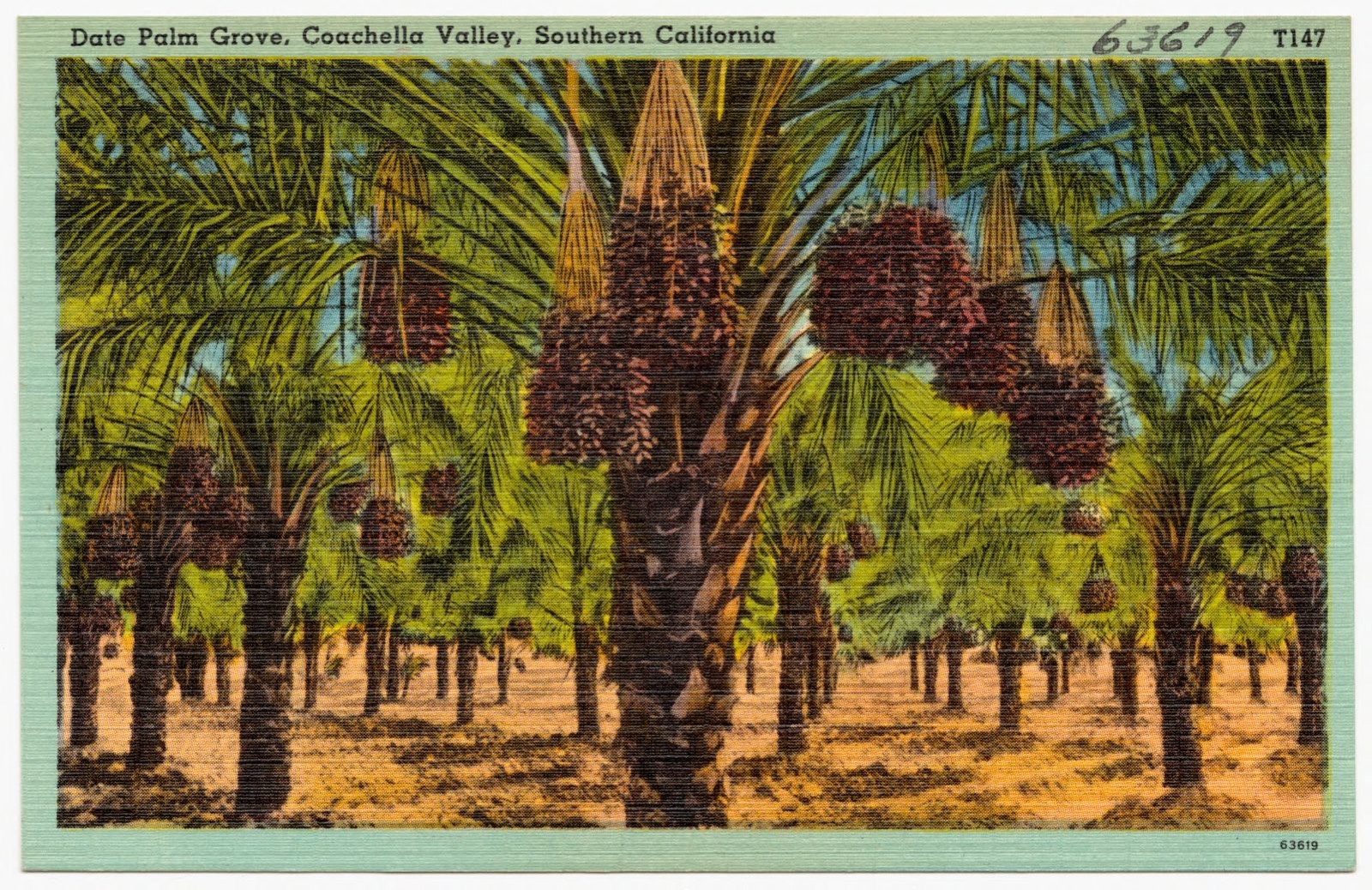 Date Palm Grove, Coachella Valley, Southern California, Boston Public Library - undated
