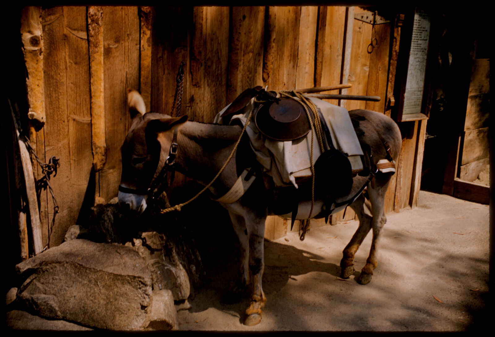 Donkey, Knott's Berry Farm, Boston Public Library - undated