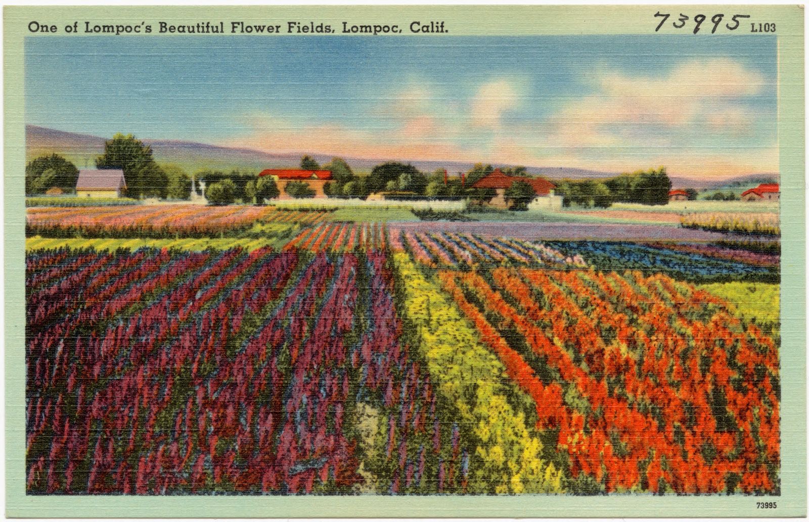 One of Lompoc's beautiful flower fields, Lompoc, Calif., Boston Public Library - undated