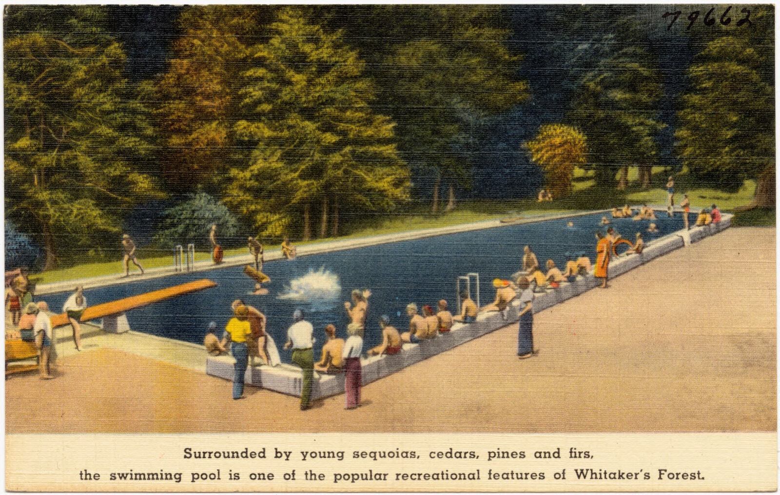 Whitaker's Forest, Boston Public Library - undated
