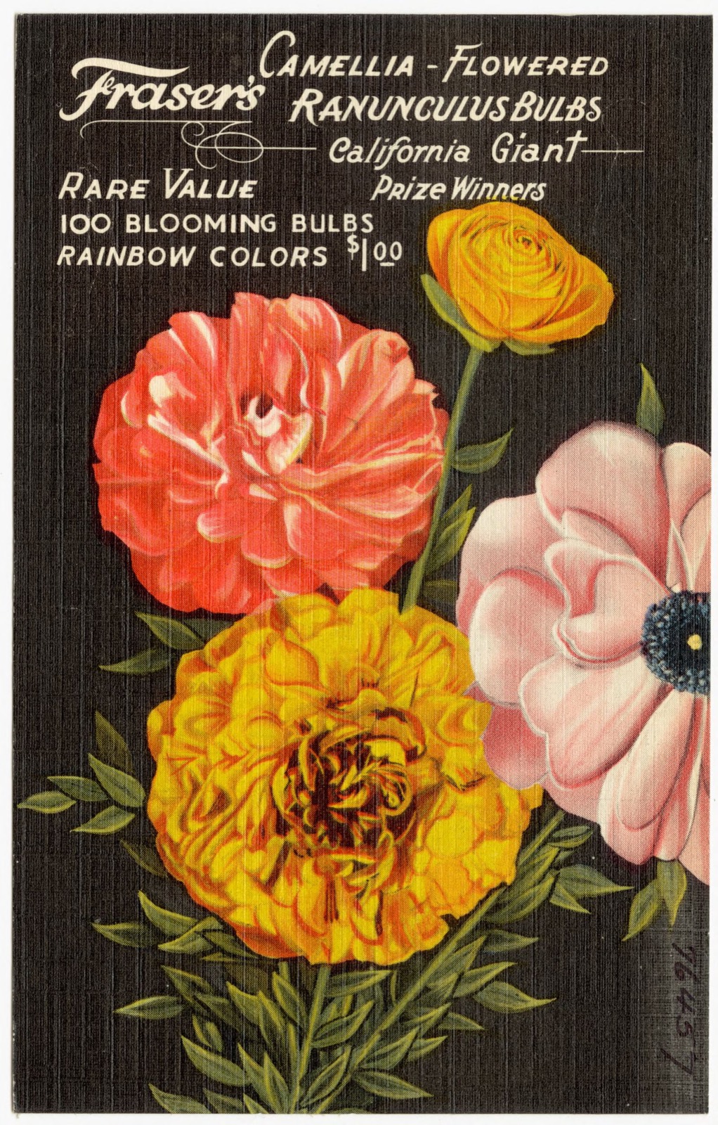 Frasier's Camellia - Flowered Ranunculus Bulbs, Boston Public Library - undated