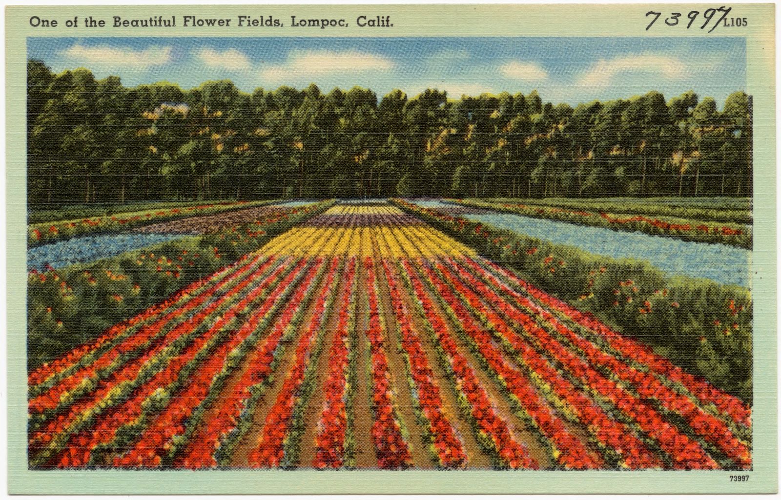 One of the beautiful flower fields, Lompoc, Calif., Boston Public Library - undated