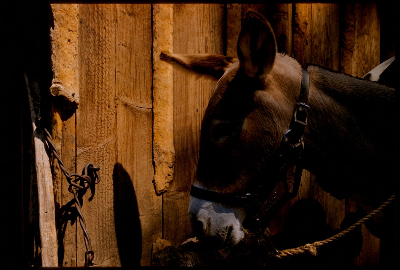Donkey, Knott's Berry Farm, Boston Public Library - undated