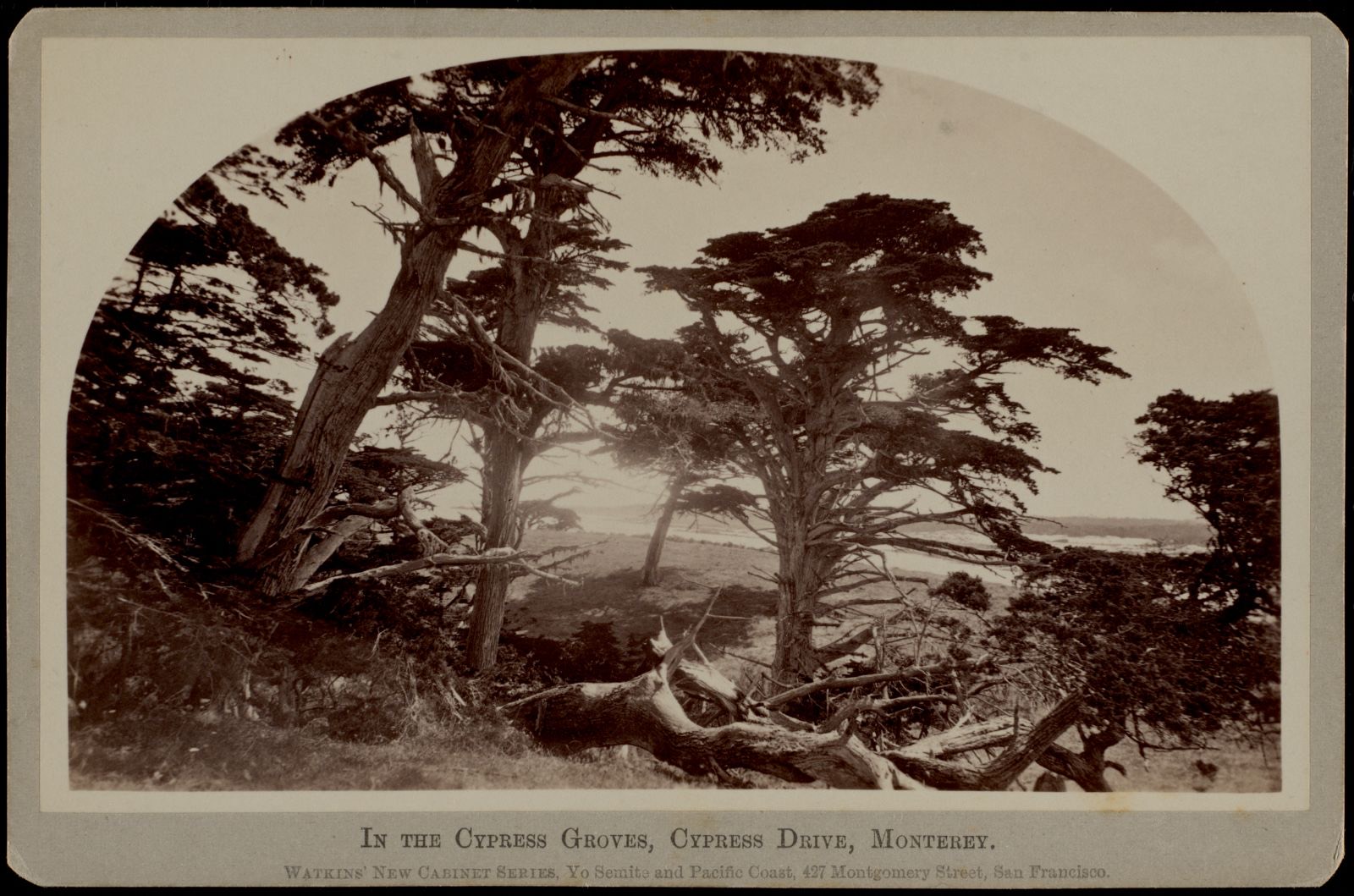 In the cypress groves, Cypress Drive, Monterey, Boston Public Library - undated