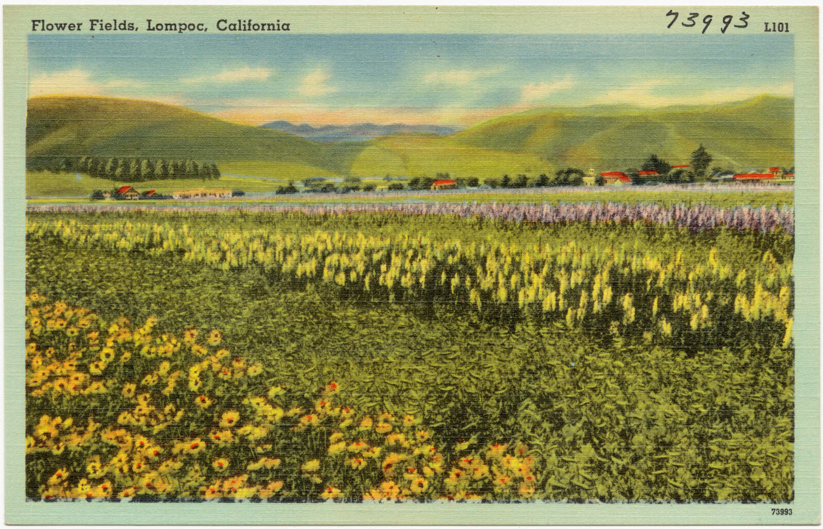 Flower fields, Lompoc, California, Boston Public Library - undated