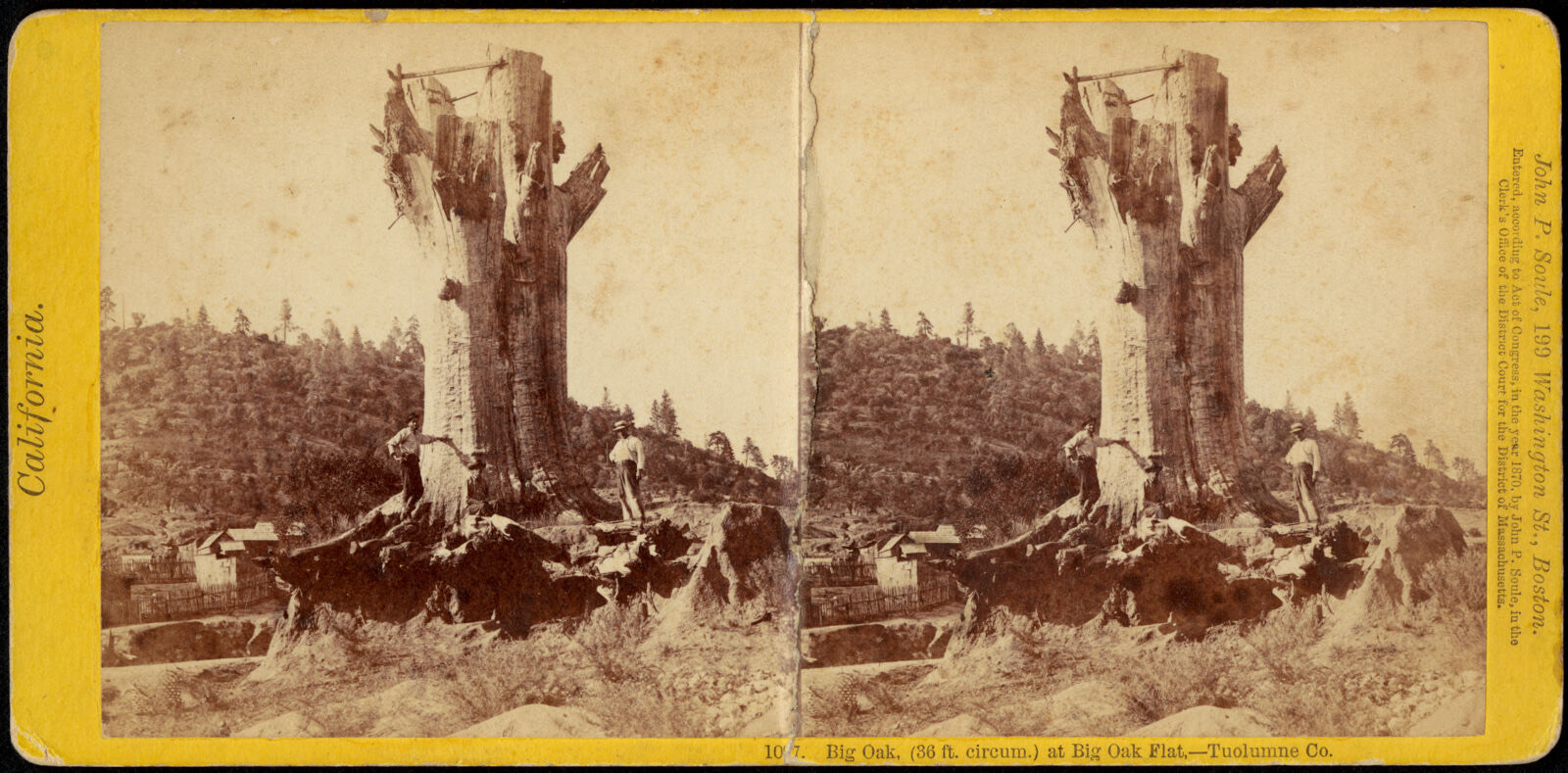 Big Oak, (36 ft. circum.) at Big Oak Flat, Tuolumne Co., Boston Public Library - undated