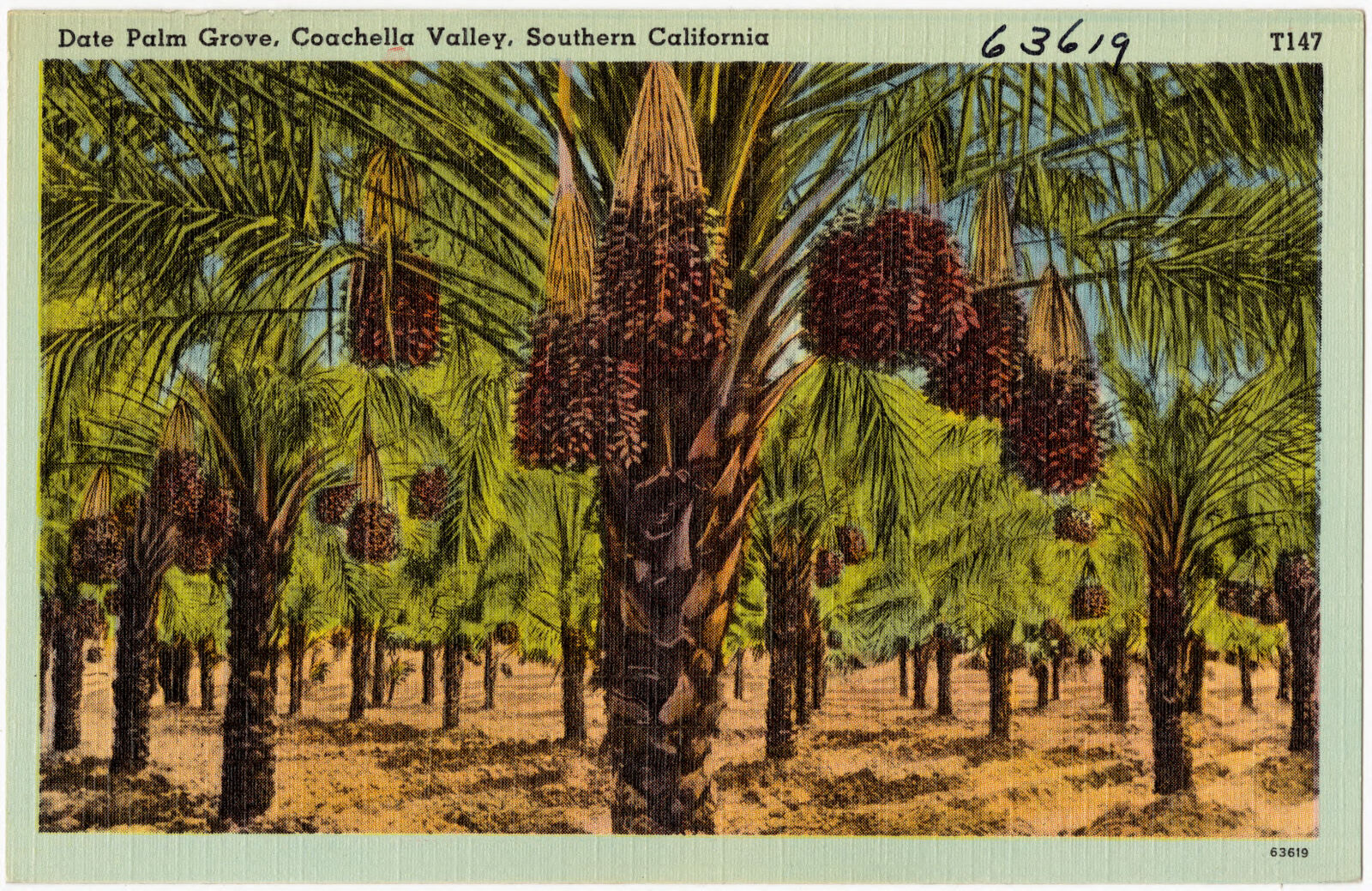 Date Palm Grove, Coachella Valley, Southern California, Boston Public Library - undated
