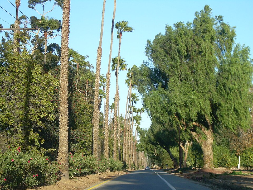 Photograph of Victoria Avenue