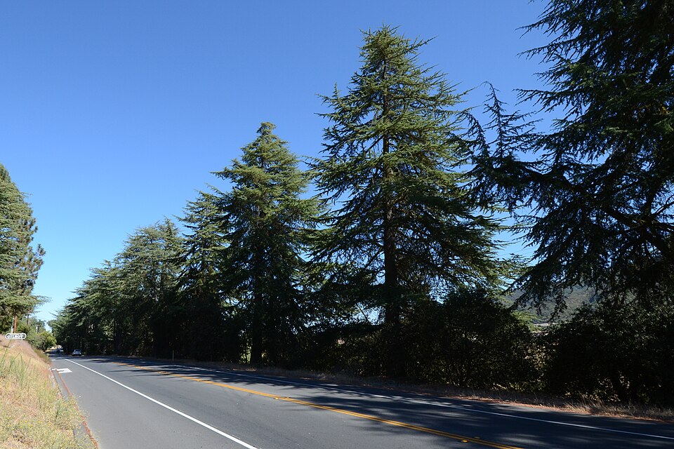 Photograph of Highway 152 Tree Row