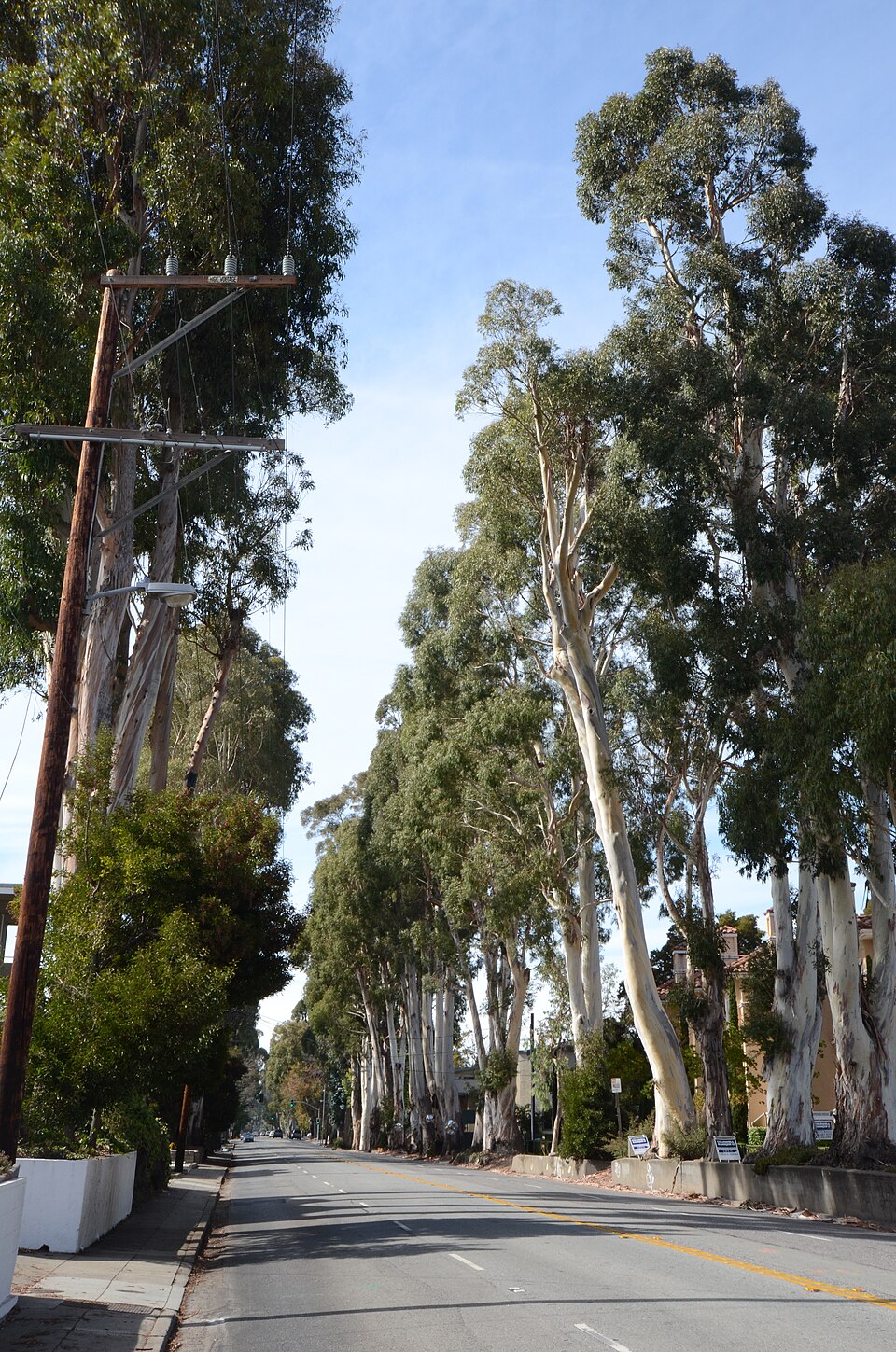 Photograph of Howard-Ralston Eucalyptus Tree Rows