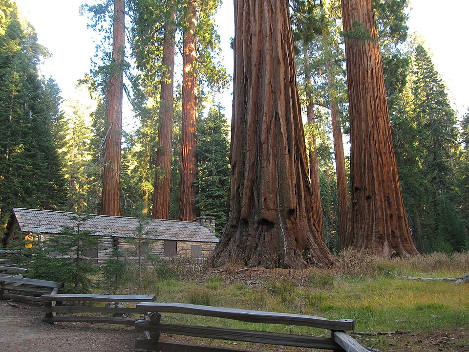 Photograph of Mariposa Grove Museum