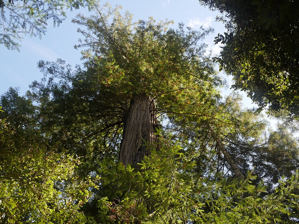 Photograph of Mendocino Woodlands State Park