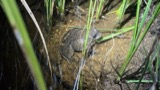 A photograph of the species Rana sierrae, not of this specimen
