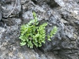 A photograph of the species Pellaea breweri, not of this specimen