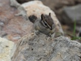 A photograph of the species Neotamias minimus, not of this specimen