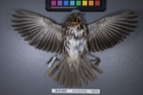 A photograph of the species Zonotrichia iliaca, not of this specimen