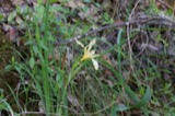 A photograph of the species Iris hartwegii, not of this specimen