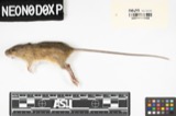 A photograph of the species Zapus princeps, not of this specimen