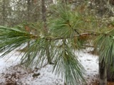 A photograph of the species Pinus monticola, not of this specimen