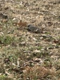 A photograph of the species Junco hyemalis, not of this specimen