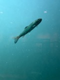 A photograph of the species Oncorhynchus clarkii, not of this specimen