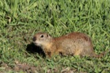 A photograph of the species Spermophilus beldingi, not of this specimen