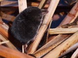 A photograph of the species Sorex palustris, not of this specimen