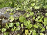 A photograph of the species Vitis californica, not of this specimen