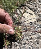 A photograph of the species Eriogonum spergulinum, not of this specimen
