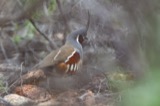 A photograph of the species Oreortyx pictus, not of this specimen