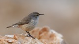 A photograph of the species Salpinctes obsoletus, not of this specimen