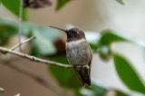 A photograph of the species Archilochus alexandri, not of this specimen