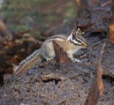 A photograph of the species Tamias quadrimaculatus, not of this specimen