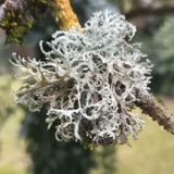 A photograph of the species Evernia prunastri, not of this specimen