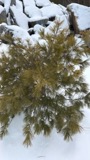 A photograph of the species Pinus L., not of this specimen
