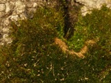 A photograph of the species Anacamptodon splachnoides, not of this specimen
