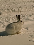 A photograph of the species Lepus townsendii, not of this specimen