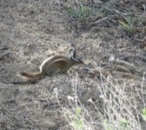 A photograph of the species Tamias speciosus, not of this specimen