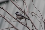 A photograph of the species Poecile gambeli, not of this specimen
