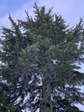 A photograph of the species Tsuga mertensiana, not of this specimen