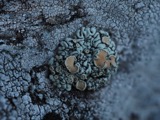 A photograph of the species Rhizoplaca chrysoleuca, not of this specimen
