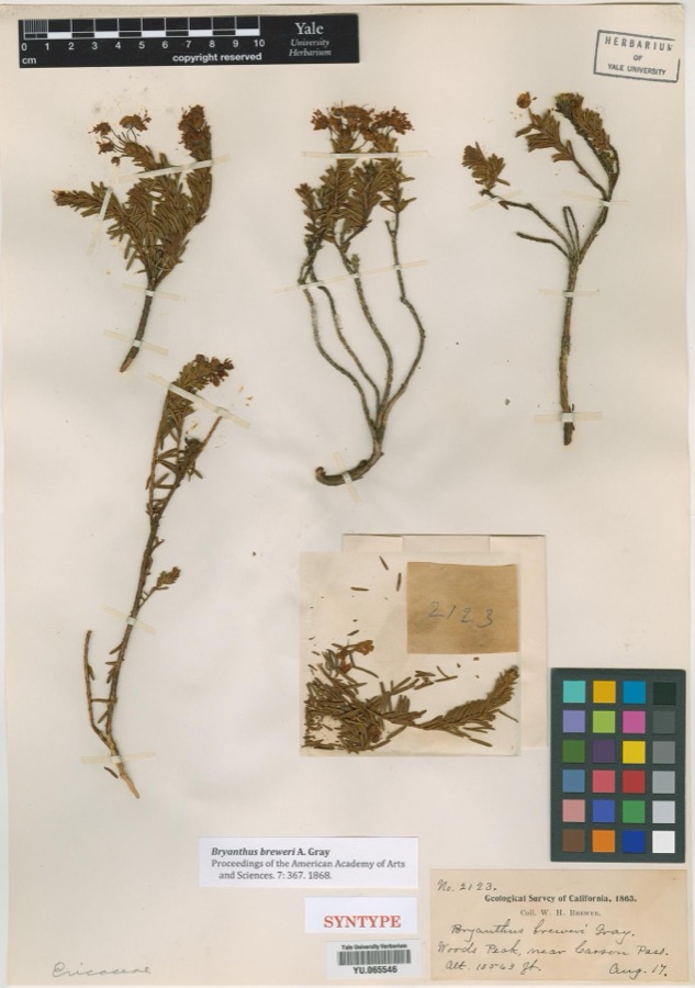 Specimen of Bryanthus breweri A.Gray