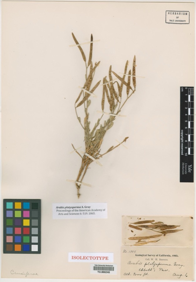 Specimen of Arabis platysperma A.Gray