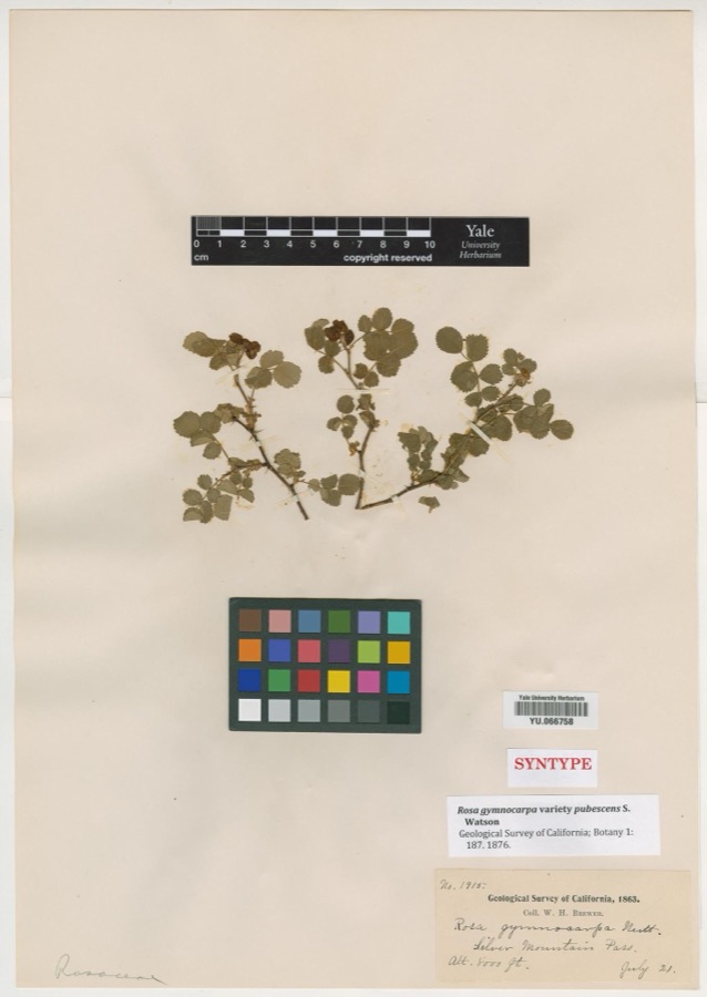 Specimen of Rosa gymnocarpa var. pubescens S.Watson