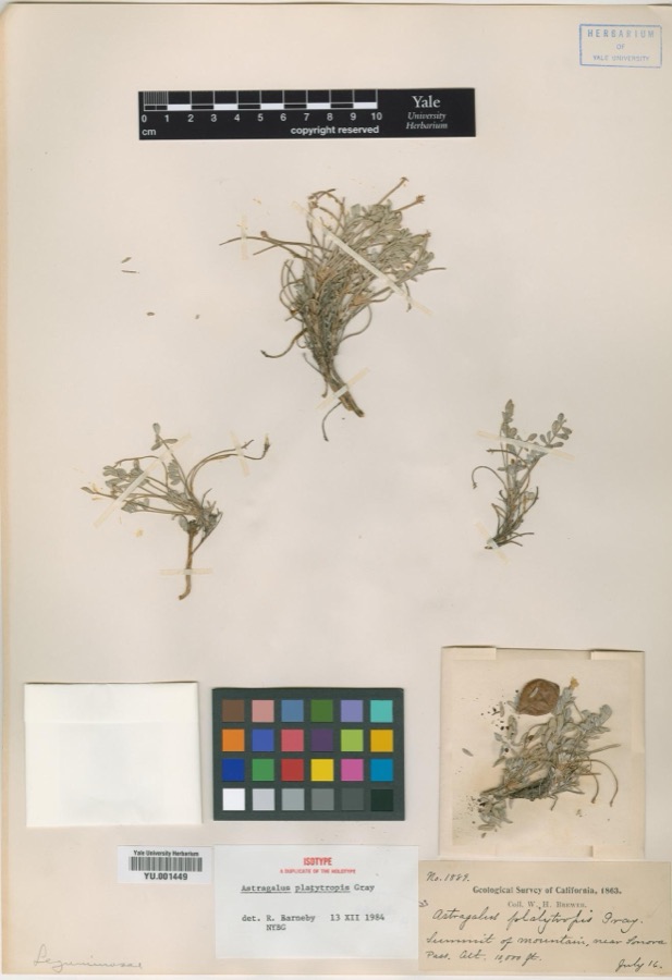 Specimen of Astragalus platytropis A.Gray