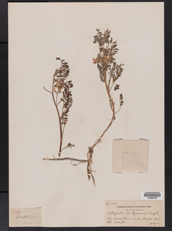 Specimen of Astragalus ineptus A.Gray