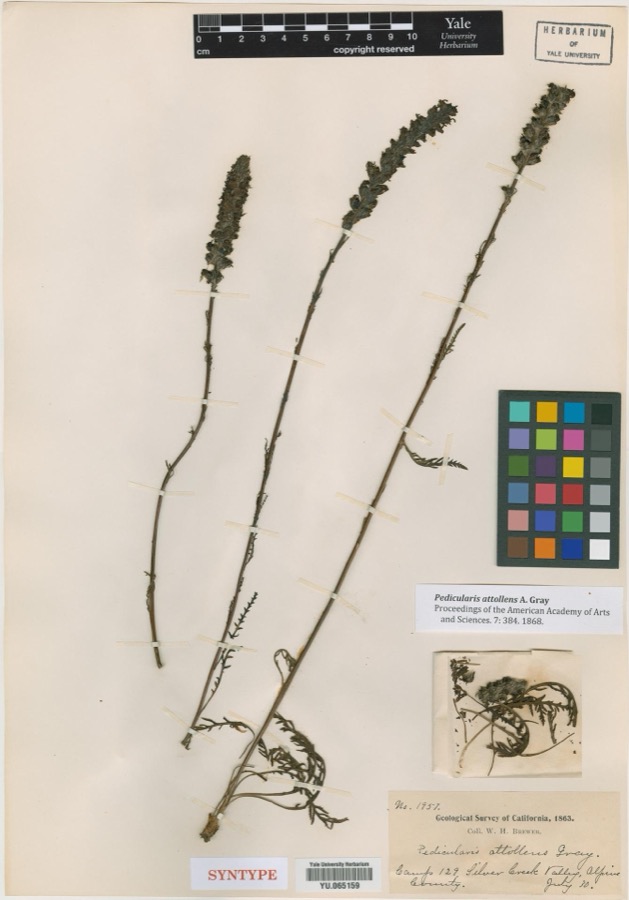 Specimen of Pedicularis attollens A.Gray