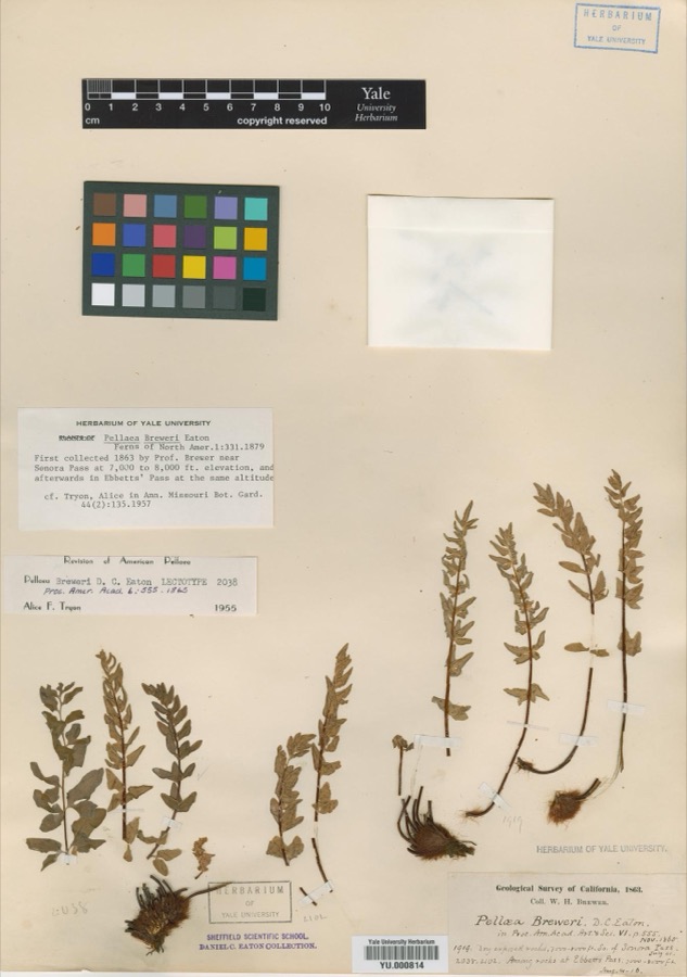 Specimen of Pellaea breweri D.C.Eaton