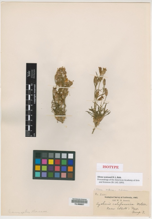 Specimen of Silene watsonii B.L.Rob. & Seaton