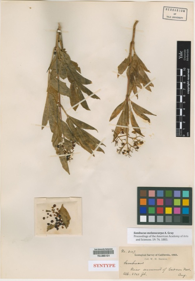 Specimen of Sambucus melanocarpa A.Gray